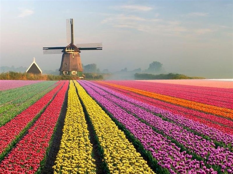  گلهای هلند